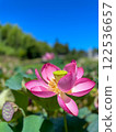 夏日清晨，蓮花盛開。田園荷花池 122536657
