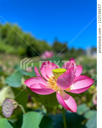 夏日清晨,蓮花盛開。田園荷花池 夏日清晨,蓮花盛開。田園荷花池 122536657