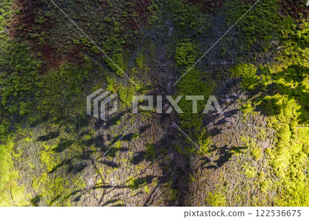 Close-up of vibrant green moss covering a forest rock, illuminated by sunlight filtering through the trees. Shadows add depth and texture, highlighting the natural beauty of the woodland ecosystem. Close-up of vibrant green moss covering a forest rock, illuminated by sunlight filtering through the trees. Shadows add depth and texture, highlighting the natural beauty of the woodland ecosystem. 122536675