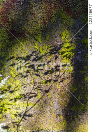 Close-up of vibrant green moss covering a forest rock, illuminated by sunlight filtering through the trees. Shadows add depth and texture, highlighting the natural beauty of the woodland ecosystem. Close-up of vibrant green moss covering a forest rock, illuminated by sunlight filtering through the trees. Shadows add depth and texture, highlighting the natural beauty of the woodland ecosystem. 122536677