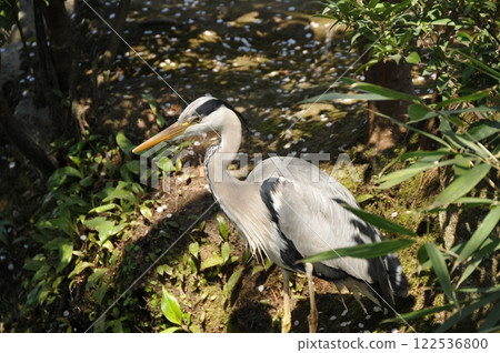 Gray heron 122536800