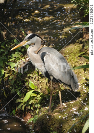 Gray heron Gray heron 122536801
