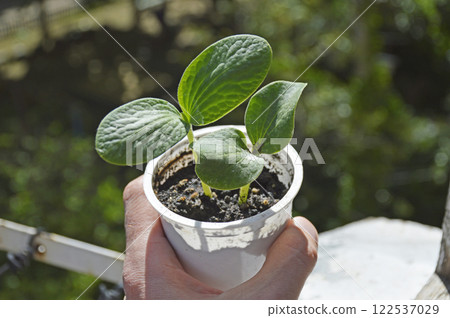 a man's hand holds a glass with sprouts of watermelon, melon or cucumber a man's hand holds a glass with sprouts of watermelon, melon or cucumber 122537029