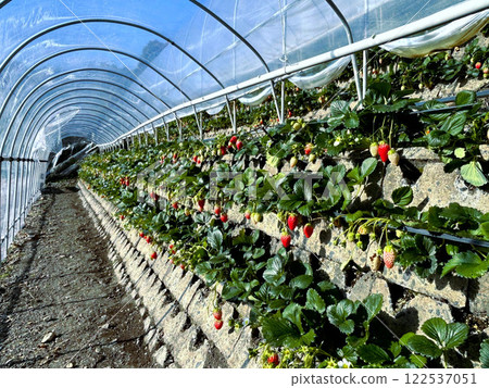 Ishigaki Strawberries, Akihime Ishigaki Strawberries, Akihime 122537051