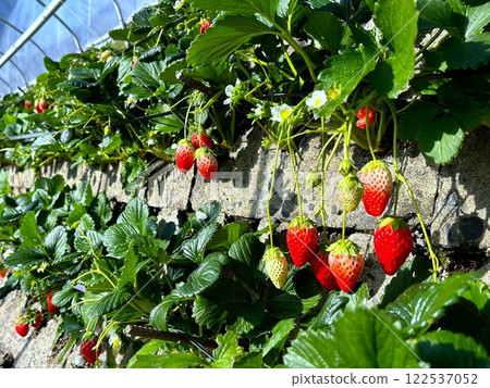 Ishigaki Strawberries, Akihime Ishigaki Strawberries, Akihime 122537052