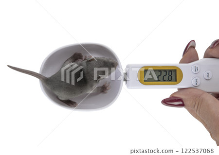 Baby rat and human hand on white background Baby rat and human hand on white background 122537068