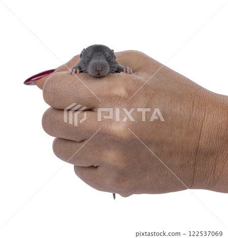 Baby rat and human hand on white background Baby rat and human hand on white background 122537069