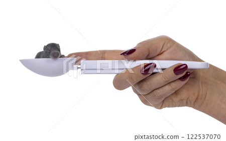 Baby rat and human hand on white background Baby rat and human hand on white background 122537070