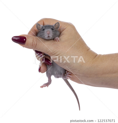 Baby rat and human hand on white background Baby rat and human hand on white background 122537071