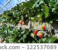Ishigaki Strawberries, Akihime 122537089