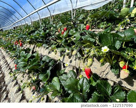 Ishigaki Strawberries, Akihime 122537090