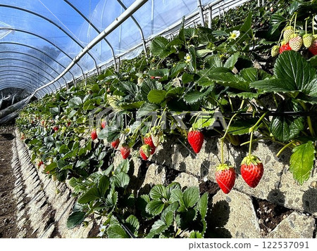 Ishigaki Strawberries, Akihime Ishigaki Strawberries, Akihime 122537091