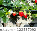 Ishigaki Strawberries, Akihime 122537092