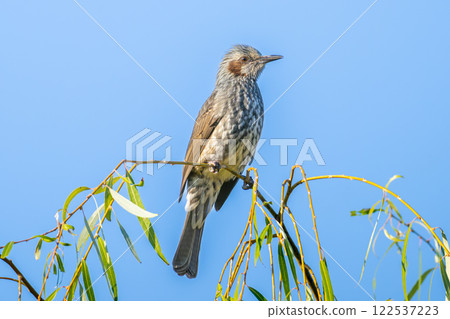 A brown-eared bulbul perched on a branch. A brown-eared bulbul perched on a branch. A brown-eared bulbul perched on a branch. A brown-eared bulbul perched on a branch. 122537223