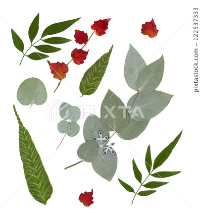 Pressed and dry acacia, eucalyptus leaves isolated on white background. For use in floral patterns, herbariums, scrapbooking 122537333