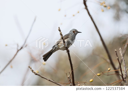 Brown-eared bulbulous on branches Brown-eared bulbulous on branches 122537384