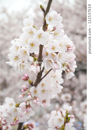 Cherry Blossoms	 122537619