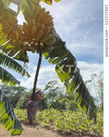 Plantain tree on farm background Plantain tree on farm background 122537801