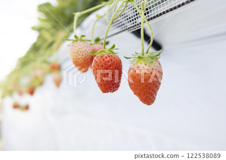 房子耕種草莓 122538089