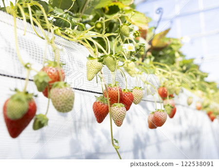 房子耕種草莓 122538091