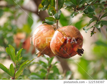 收穫季節的石榴果實 122538387