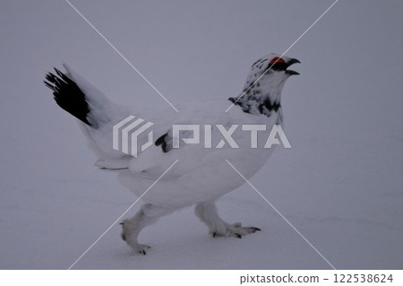 Crying ptarmigan 122538624