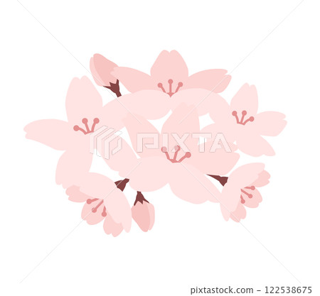 Simple vector illustration of cherry blossoms in full bloom 122538675