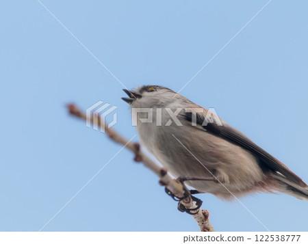 一隻唱歌的長尾山雀 122538777