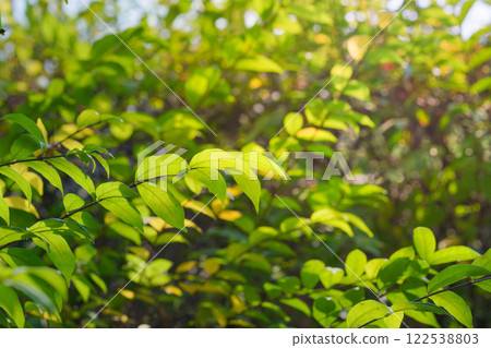 Leaves in the forest, tropical zone, with natural light. Leaves in the forest, tropical zone, with natural light. 122538803