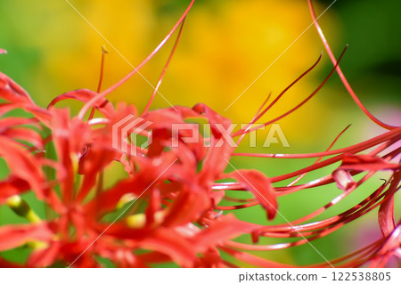 A close-up shot of red spider lilies blooming in autumn A close-up shot of red spider lilies blooming in autumn 122538805