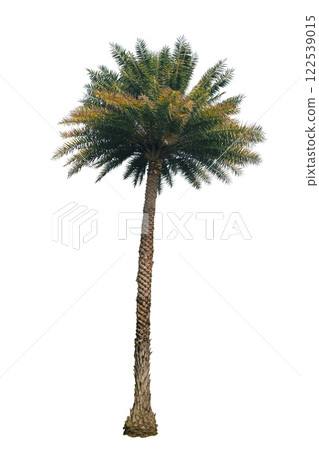 Large palm trees are used to decorate the garden 122539015