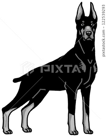 Doberman black and white transparent background dog illustration 122539293
