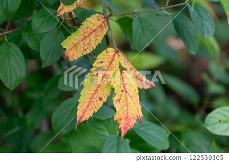 Vibrant Autumn Leaves Transitioning from Green to Yellow and Red. 122539305