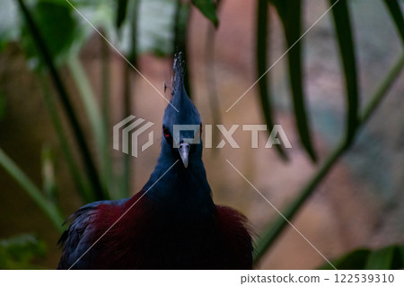 Elegant Victoria Crowned Pigeon Perched Amidst Lush Greenery. Elegant Victoria Crowned Pigeon Perched Amidst Lush Greenery. 122539310