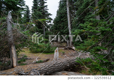 Fallen Trees in the Dense, Enchanting Forest of Olympic National Park. Fallen Trees in the Dense, Enchanting Forest of Olympic National Park. 122539312