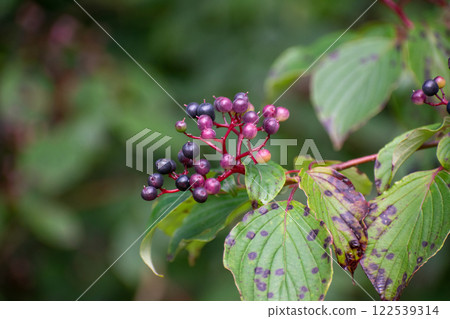Close-Up of Pagoda Dogwood Berries with Lush Green Leaves and Branches. 122539314