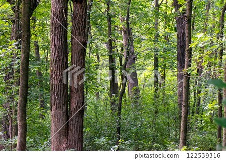 Lush Green Forest in Minnesota with Dense Trees and Verdant Underbrush. 122539316