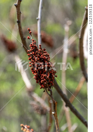Close-Up of Rhus Typhina Fruit Cluster on Bare Branches in Autumn. 122539318