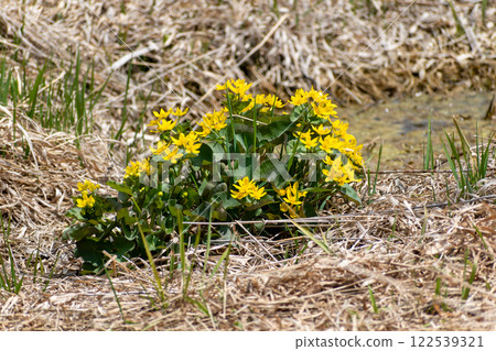 Vibrant Marsh Marigold Blossoms Amidst Dry Grass in a Wetland Habitat. 122539321