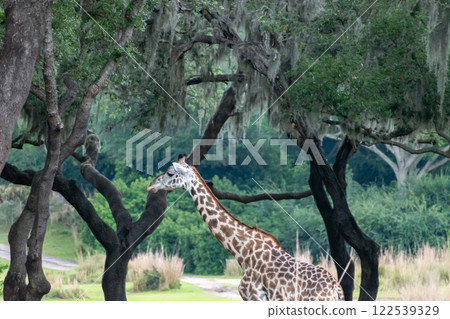 Graceful giraffe standing in a lush green savanna with trees in the background. 122539329
