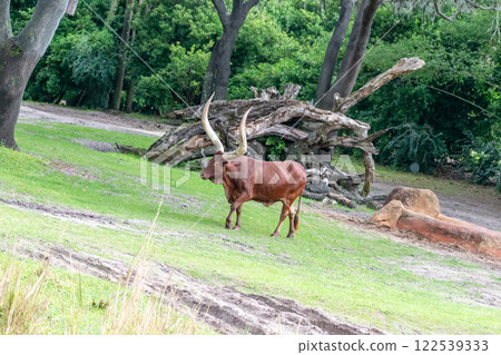 "Majestic Ankole-Watusi Bull Grazing in Lush Pasture with Impressive Horns. 122539333
