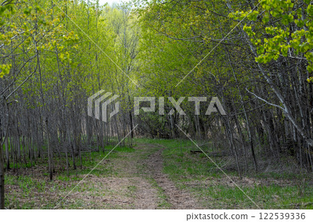 Serene Forest Pathway in Minnesota Surrounded by Lush Green Trees in Springtime. Serene Forest Pathway in Minnesota Surrounded by Lush Green Trees in Springtime. 122539336