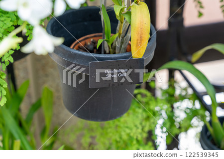 Dendrobium Silver Gull Orchid with Informational Sign and Greenery Background. 122539345