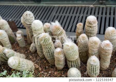 Peruvian Old Man Cactus Cluster in a Desert-Themed Garden Setting. Peruvian Old Man Cactus Cluster in a Desert-Themed Garden Setting. 122539347