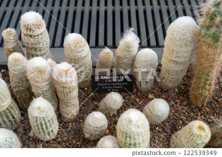 Old-Man-of-Peru Cactus with Informational Sign and White Hair-Like Fibers. Old-Man-of-Peru Cactus with Informational Sign and White Hair-Like Fibers. 122539349
