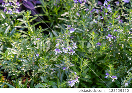 Angelface Wedgwood Blue Summer Angelonia in Full Bloom in a Garden Setting. 122539350