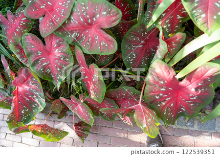 Vibrant Caladium Foliage with Striking Red and Green Leaves in a Garden Setting. 122539351