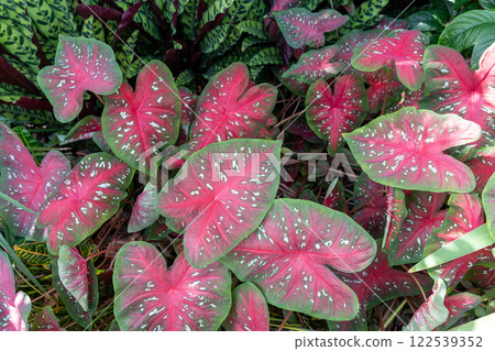 Vibrant Caladium Foliage with Striking Red and Green Leaves in a Garden Setting. Vibrant Caladium Foliage with Striking Red and Green Leaves in a Garden Setting. 122539352