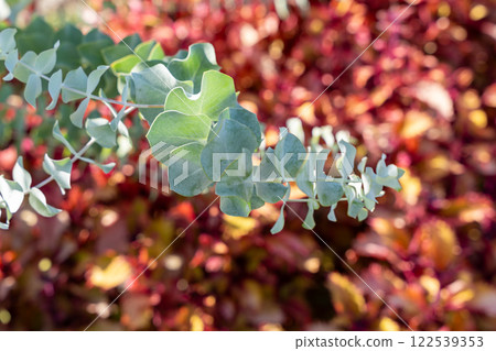 Close-Up of Eucalyptus pulverulenta Leaves with Vibrant Autumn Background. 122539353