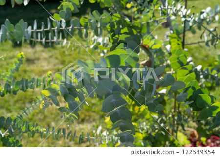 Close-Up of Eucalyptus pulverulenta Leaves with Vibrant Autumn Background. Close-Up of Eucalyptus pulverulenta Leaves with Vibrant Autumn Background. 122539354